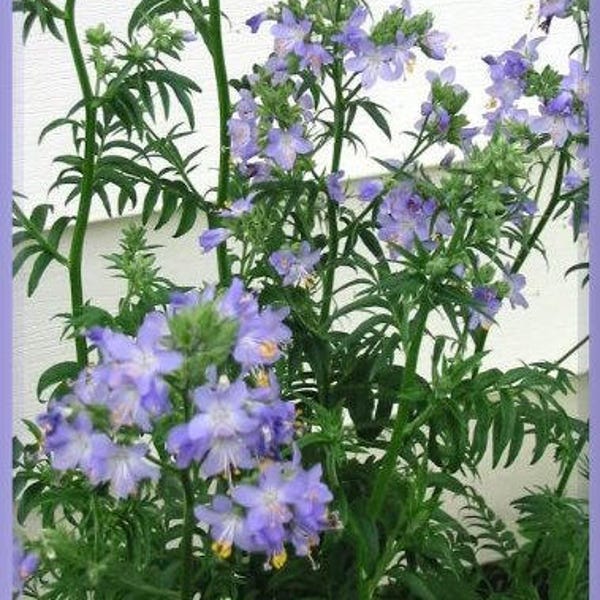 100 BLUE PEARL POLEMONIUM (Jacobs Ladder) Polemonium Caeruleum Flower Seeds