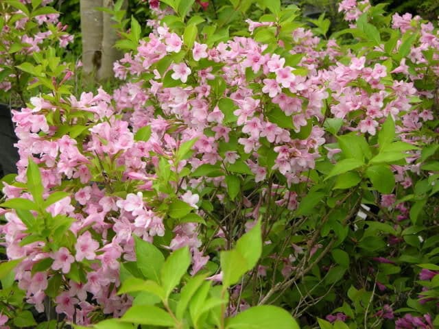 50 OLD FASHIONED WEIGELA Florida Bush Shrub Flower Seeds comb | Etsy