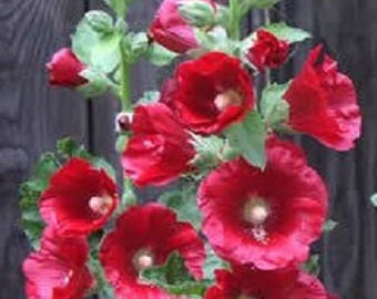 50 Mixed Colors HOLLYHOCK COUNTRY ROMANCE Mix Alcea Rosea Flower Seeds