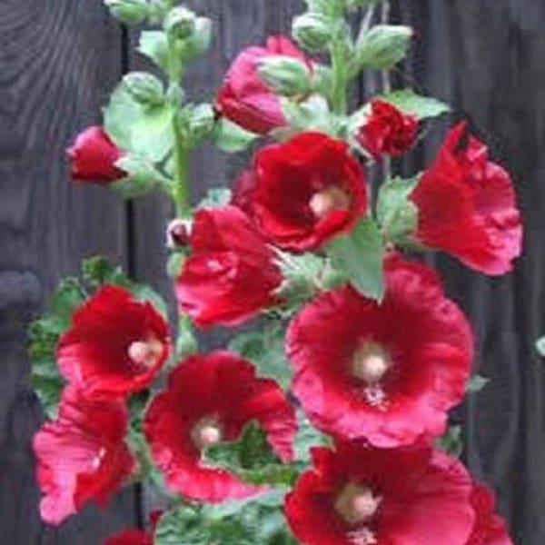 50 Mixed Colors HOLLYHOCK COUNTRY ROMANCE Mix Alcea Rosea Flower Seeds