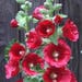 see more listings in the Perennial Flower Seeds section