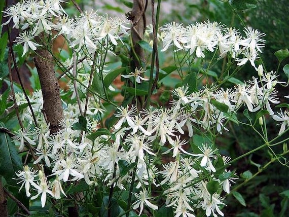 White Clematis Virginiana Virgins Bower Flower Vine Seeds Etsy White Clematis Virginiana Virgins Bower Flower Vine Seeds Etsy