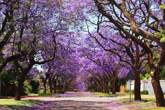 25 BLUE JACARANDA TREE ( Fern Tree / Brazilian Rose Wood 25 BLUE JACARANDA TREE ( Fern Tree / Brazilian Rose Wood