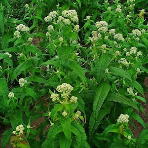 200 TALL WHITE BONESET (Thoroughwort) Eupatorium Perfoliatum Flower Seeds