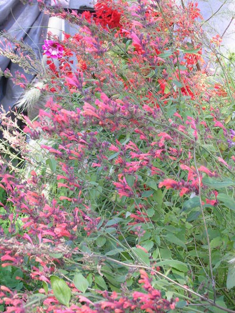 30 Red AGASTACHE HEATHER QUEEN Hummingbrid Mint Hyssop