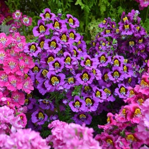 200 Mixed Colors BUTTERFLY ORCHID (Poor Mans Orchid / Angel Wings) Schizanthus Wisetonensis Flower Seeds