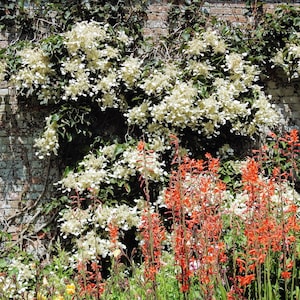 50 JAPANESE HYDRANGEA VINE White Flower Schizophragma Hydrangeoides Seeds