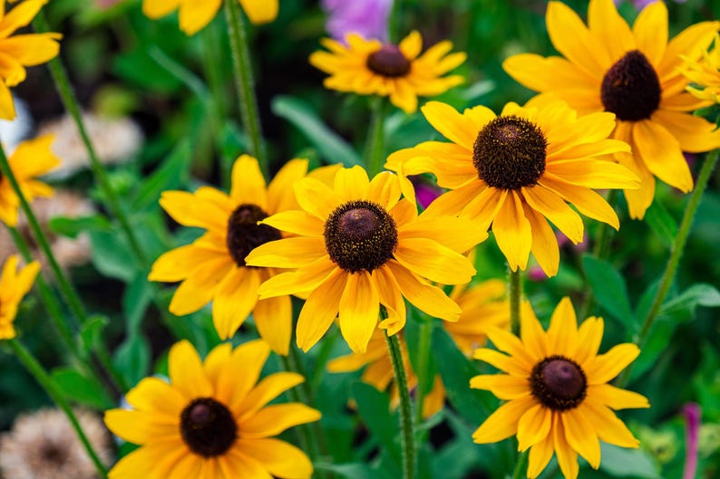 Brown Eyed Susan Rudbeckia Triloba Flower Seeds - Thumbnail 5