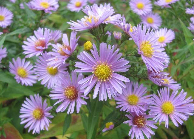 100 HEART LEAVED ASTER Cordifolius Blue Wood Aster Flower