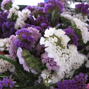 50 Pacific Mix STATICE SINUATA Mixed Colors Sea Lavender Limonium Latifolia Flower Seeds image 5