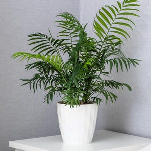 15 PARLOR PALM Neanthe Bella Palm Chamaedorea Elegans Tree Houseplant Seeds