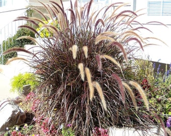 25 PURPLE FOUNTAIN GRASS Ornamental Pennisetum Setaceum Dark Burgundy Flower Seeds