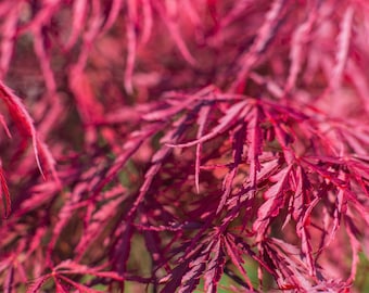10 Red Dwarf Japanese LACELEAF MAPLE Tree Lace Blood Acer Palmatum Atropurpureum Dissectum Shrub Seeds