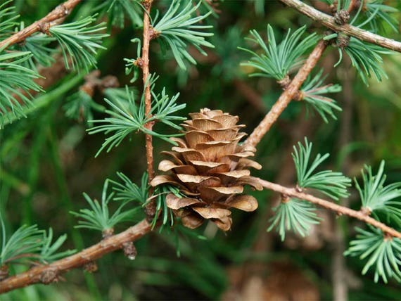 25 Modrzew Japonski Drzewa Iglaste Sosna Szyszki Bonsai Larix Etsy