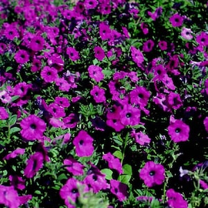 200 Purple LAURA BUSH PETUNIA Violacea Violet Perennial Trumpet Flower Seeds