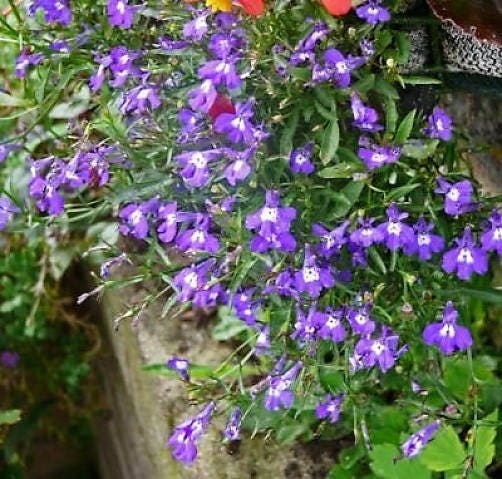 200 CRYSTAL PALACE LOBELIA Regatta Purple Blue Lobelia Erinus | Etsy