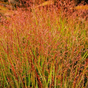 30 violette Panikgras-Samen (Panicum Miliaceum Violaceum) Zierhirsesamen