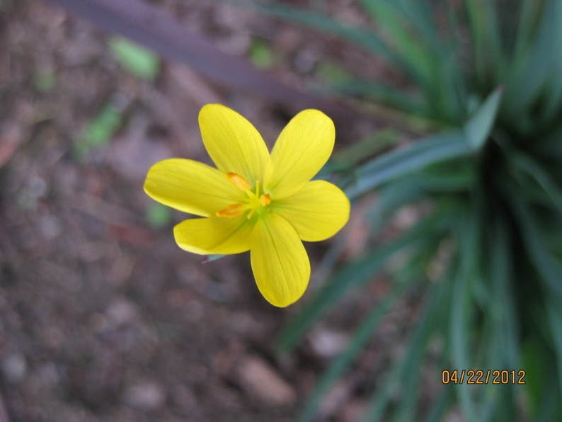 10 YELLOW EYED GRASS Ornamental Sisyrinchium Californicum Flower Seeds Flat Shipping image 2