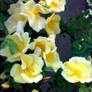 10 Golden Yellow FATHER HUGO ROSE Rosa Hugonis Flower Bush Shrub Seeds ...