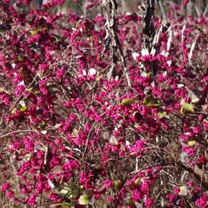 25 CORALBERRY Shrub Flower Pink Indian Currant Symphoricarpos Orbiculatus Seeds image 2
