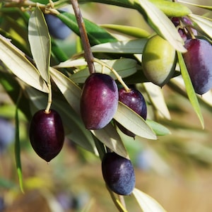 10 CANINO OLIVE TREE Olea Europaea Canino Edible European Common Green Black Fruit Seed