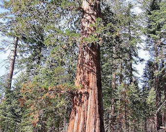 40 GIANT SEQUOIA Sequoiadendron Giganteum Sierra Redwood Tree Seeds * Flat Ship