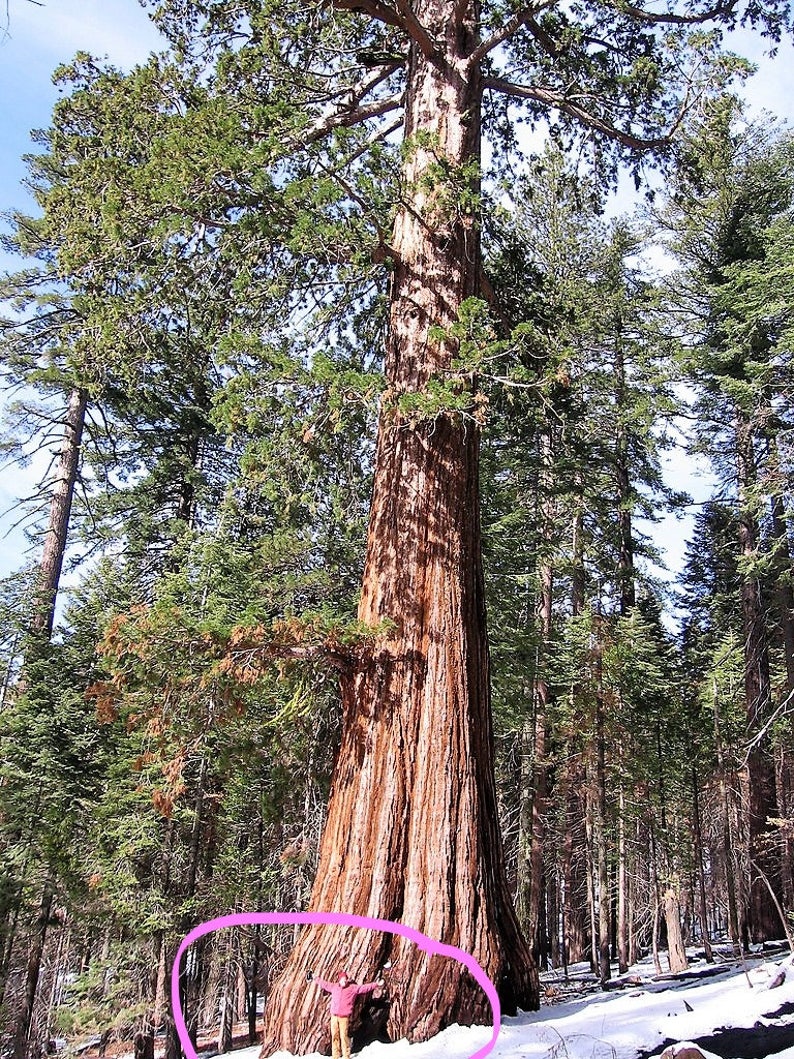 40 GIANT SEQUOIA Sequoiadendron Giganteum Sierra Redwood Tree Seeds Flat Ship image 1