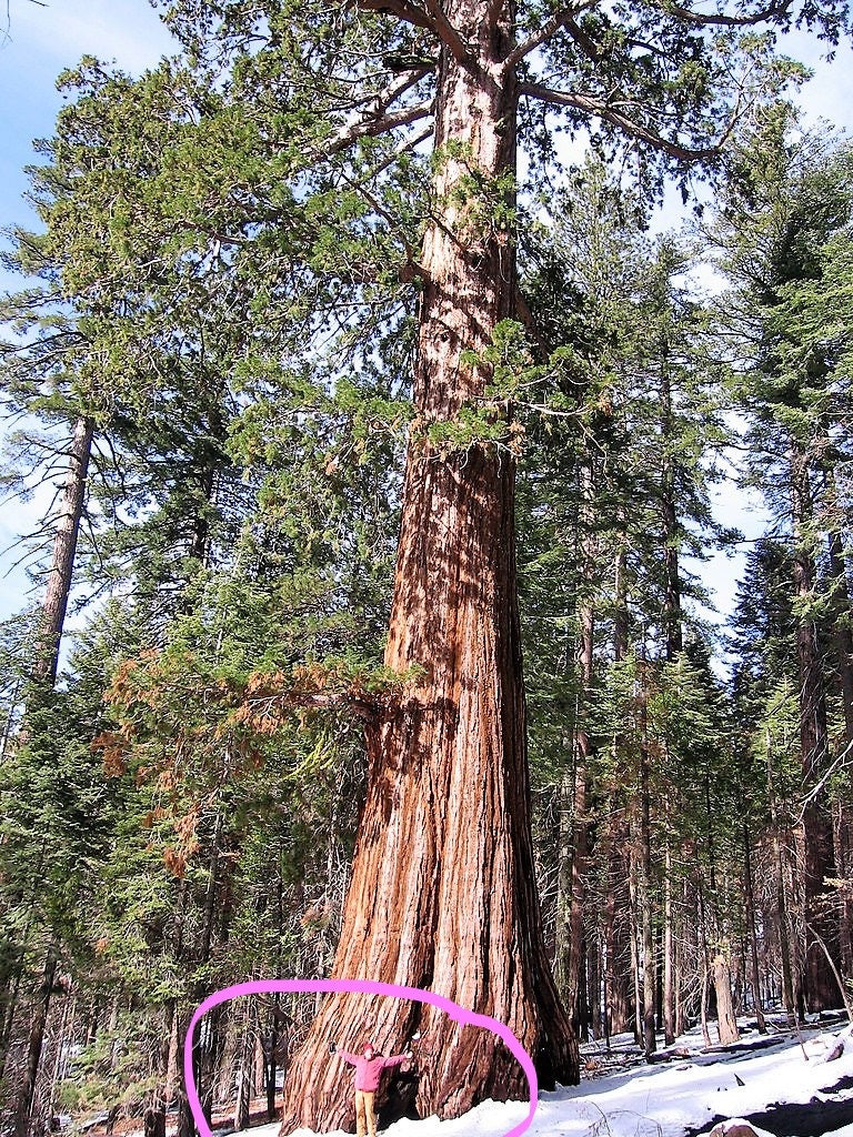 40 GIANT SEQUOIA Sequoiadendron Giganteum Sierra Redwood Tree Etsy