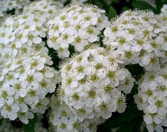 50 White CHINESE SPIREA Spiraea Chinensis Flower Bush Shrub Seeds *Comb S/H