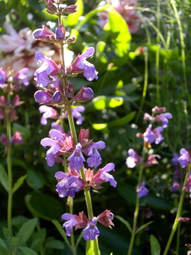 sage salvia officinalis broadleaf flower seeds