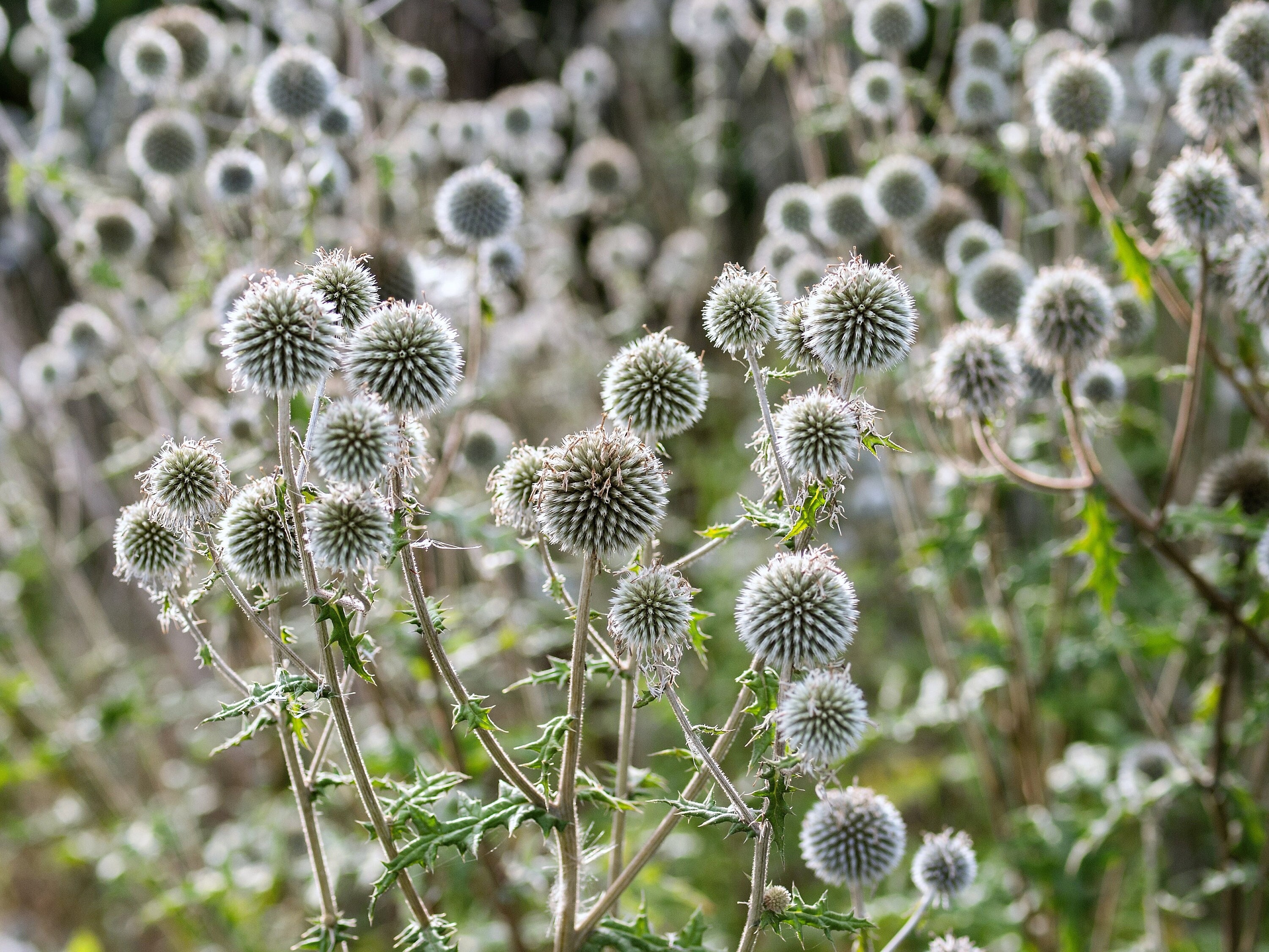 20 Silver GIANT GLOBE THISTLE Echinops Sphaerocephalus Great Etsy