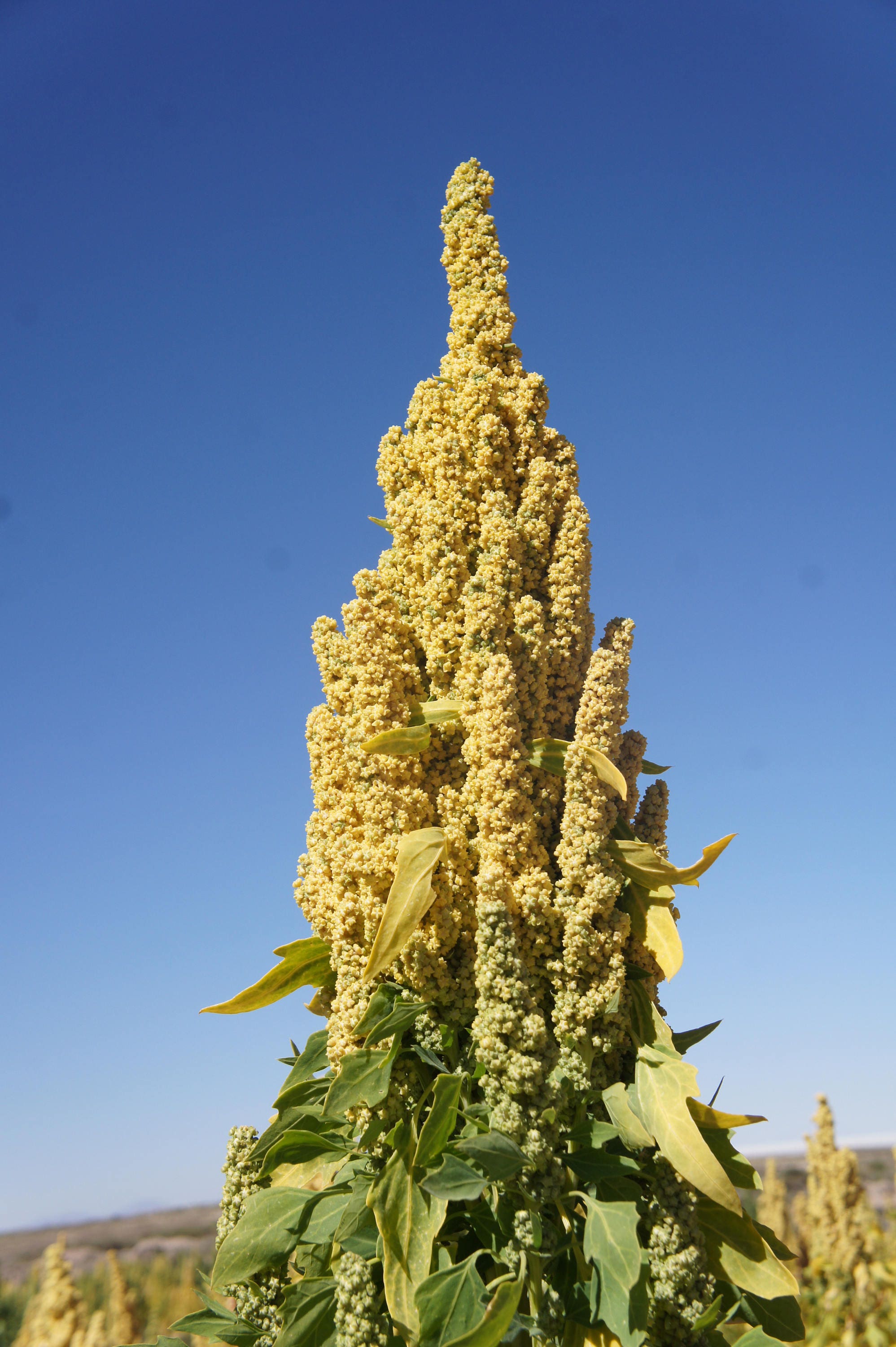 25 COCHABAMBA QUINOA Chenopodium Quinoa Yellow Inca Wheat