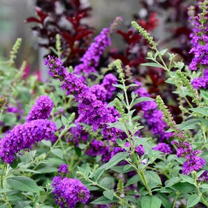 100 MIXED Colors BUTTERFLY BUSH Buddleja Davidii Flower Shrub Seeds - Etsy