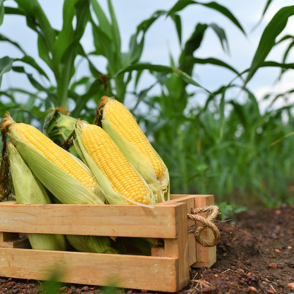 50 gelbe JUBILEE CORN Zuckermais Zea Mays Gemüsesamen