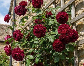 5 BURGUNDY CLIMBING ROSE Red Rosa Bush Vine Climber Fragrant Flower Seeds