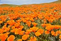1000 ORANGE CALIFORNIA POPPY Eschscholzia Californica Flower Seeds