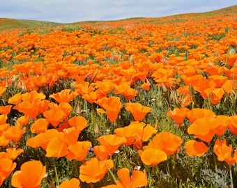 1000 graines de fleurs de pavot de CALIFORNIE ORANGE Eschscholzia californica