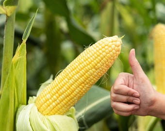 50 HONEY SELECT CORN Sweet Yellow S.E. Sh2 Zea Mays Vegetable Seeds