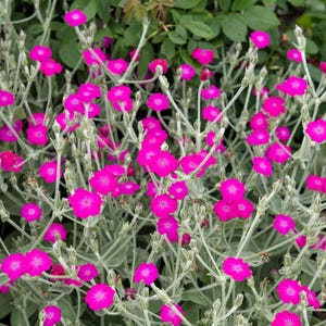 200 Organic ROSE CAMPION Magenta Silver Catchfly Lychnis Silene Coronaria Flower Seeds