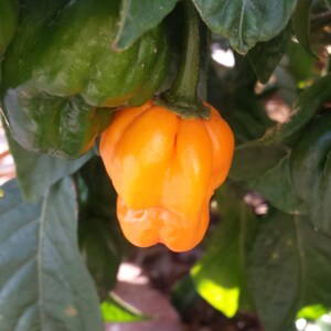 40 Orange SCOTCH BONNET PEPPER very hot Jamaican Capsicum Annuum Vegetable Seeds