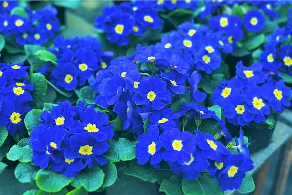 新品♡ポロ ラルフローレン♡晴雨兼用 ミニフラワープリント♡ターコイズ　ブルー青 15 Accord BLUE ENGLISH PRIMROSE Primula Vulgaris Part Shade