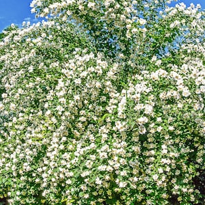20 SWEET MOCK ORANGE English Dogwood Philadelphus Coronarius Shrub Flower Seeds *Comb S/H
