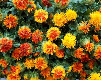 300 SAFLOWER Safran Carthamus Tinctorius Gelb Orange Blumensamen * Flat Versand