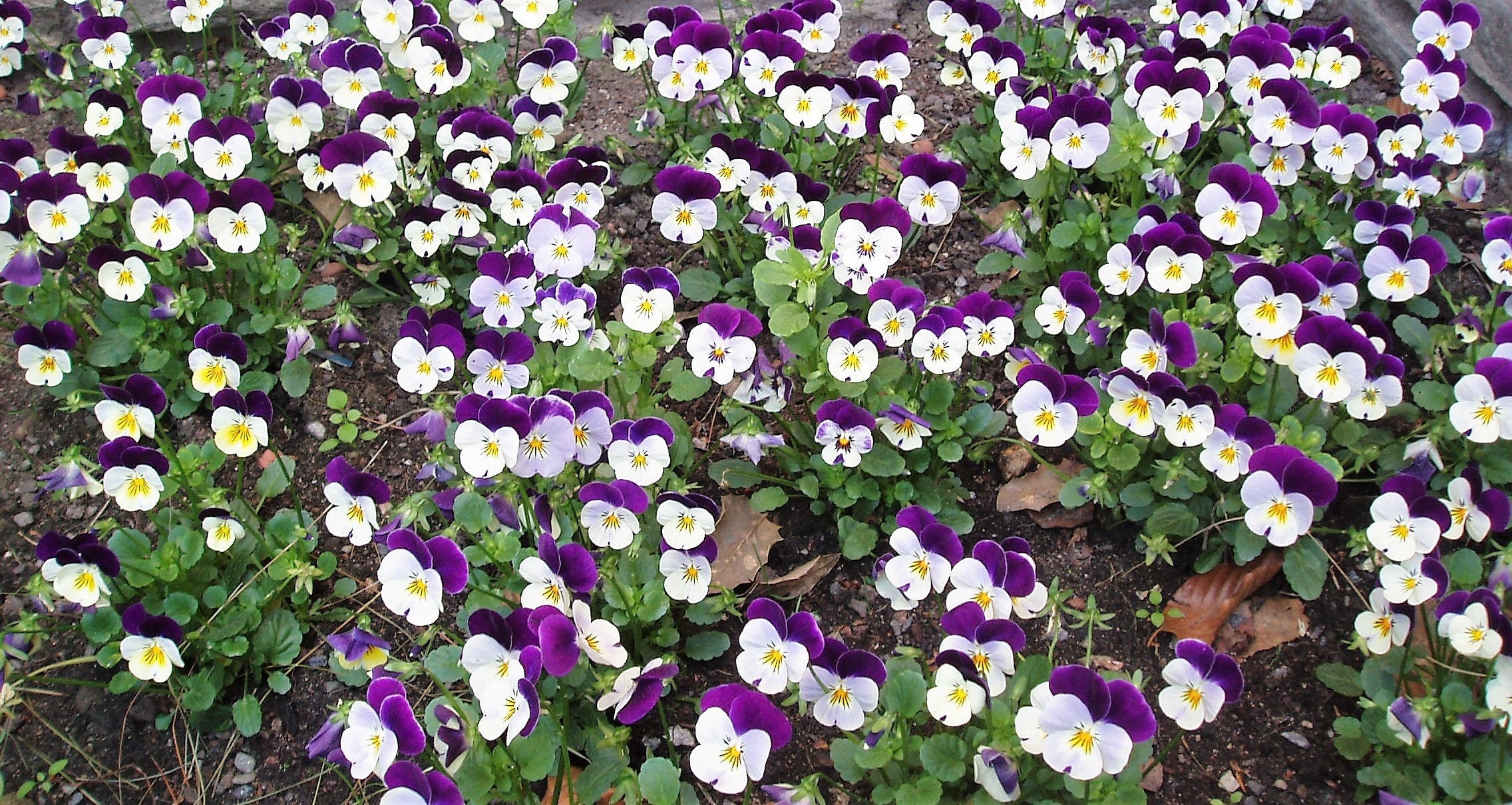 100 JOHNNY JUMP UP Violet Viola Tricolor Flower Seeds
