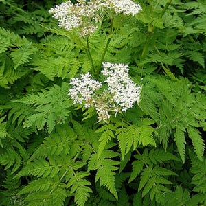 20 semillas de cicuta dulce (Myrrhis odorata), hierba aromática con sabor a regaliz.