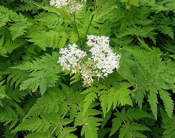 20 SÖTA CICELY Myrrhis Odorata ört doftande blomma lakritssmak frön