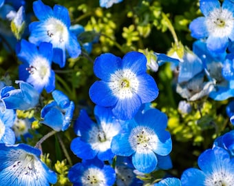 250 BABY BLUE EYES Nemophila Menziesii Flower Seeds