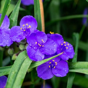 thumbnail image 2 of 100 Purple OHIO SPIDERWORT (Widows Tears / Bluejacket 2 of 9