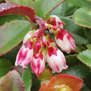 50 California EVERGREEN HUCKLEBERRY Vaccinium Ovatum Fruit aka Box Blueberry Native Pink & White Flower Blue Black Berry Shrub Seeds image 9