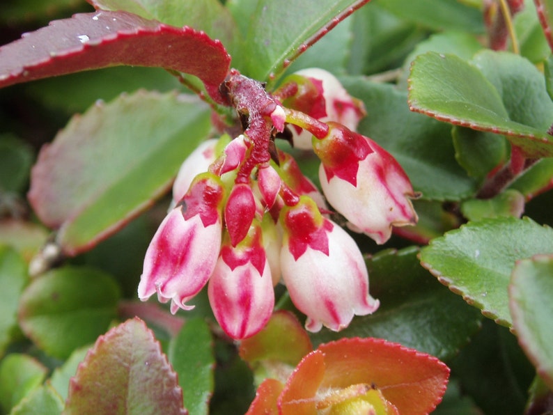 50 California EVERGREEN HUCKLEBERRY Vaccinium Ovatum Fruit aka Box Blueberry Native Pink & White Flower Blue Black Berry Shrub Seeds image 9